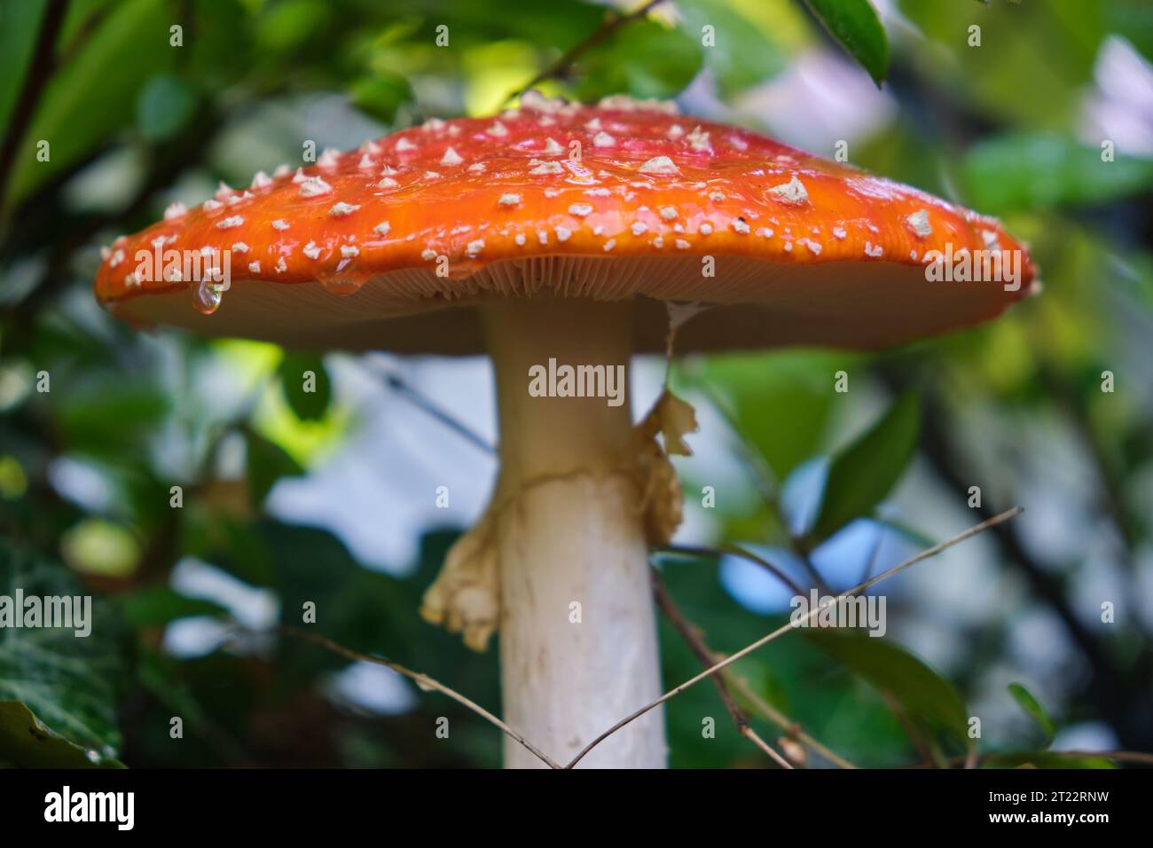 Vue à angle bas du corps fructifiant agaric de mouche (Amanita muscaria) avec des feuilles vertes en arrière-plan Banque D'Images