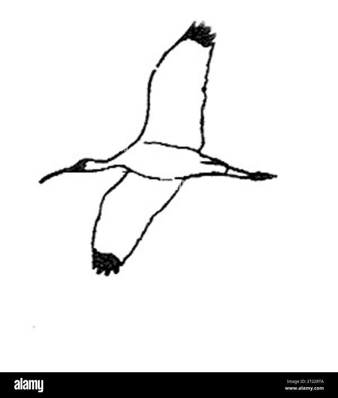 Dessin au trait, illustration, noir et blanc, pour plus d'informations voir : http://ecos.fws.gov/servlet/SpeciesProfile?spcode=B06O; animal ; faune. Sujets : oiseaux ; échassiers ; oiseaux de rivage. . 1998 - 2011. Banque D'Images
