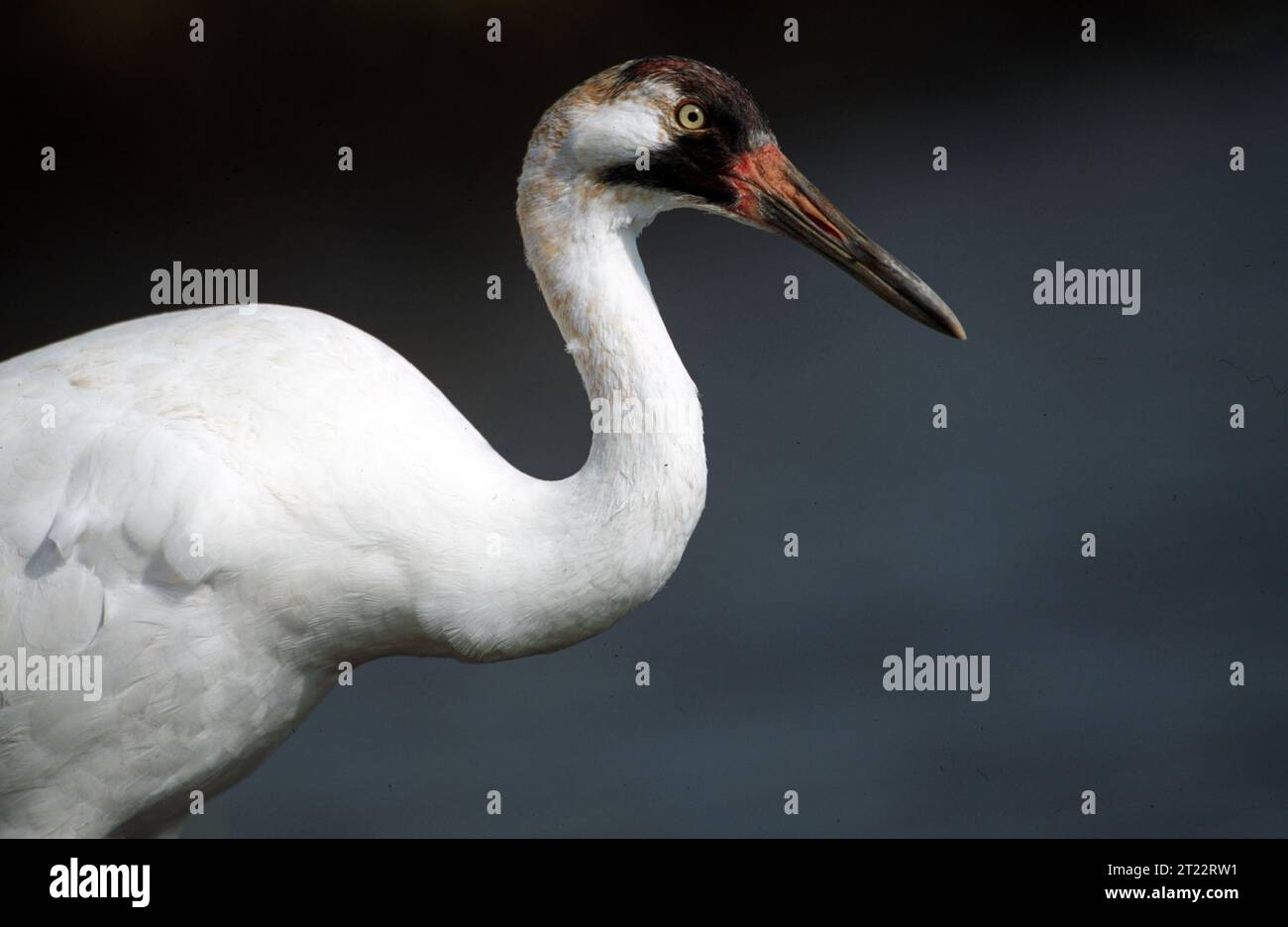 Pour de plus amples renseignements sur cette espèce, visitez le site http://ecos.fws.gov/servlet/SpeciesProfile?spcode=B003. Sujets : oiseaux ; espèces menacées ; Chassahowitzka National Wildlife refuge ; Floride. . 1998 - 2011. Banque D'Images