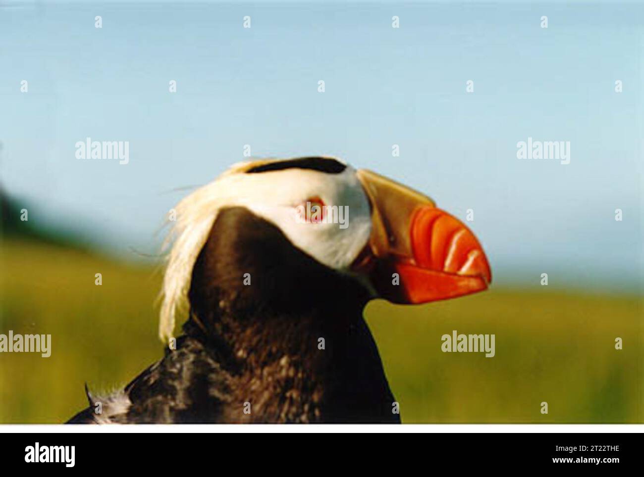 Un macareux tufté, détenu par des chercheurs dans le cadre du projet d'investigation océanographique coordonnée sur les mammifères marins (SMMOCI), est un oiseau de mer trouvé dans le Pacifique Nord. Cette espèce est connue pour son plumage noir et blanc saisissant et son bec coloré, en particulier pendant la saison de reproduction. Banque D'Images