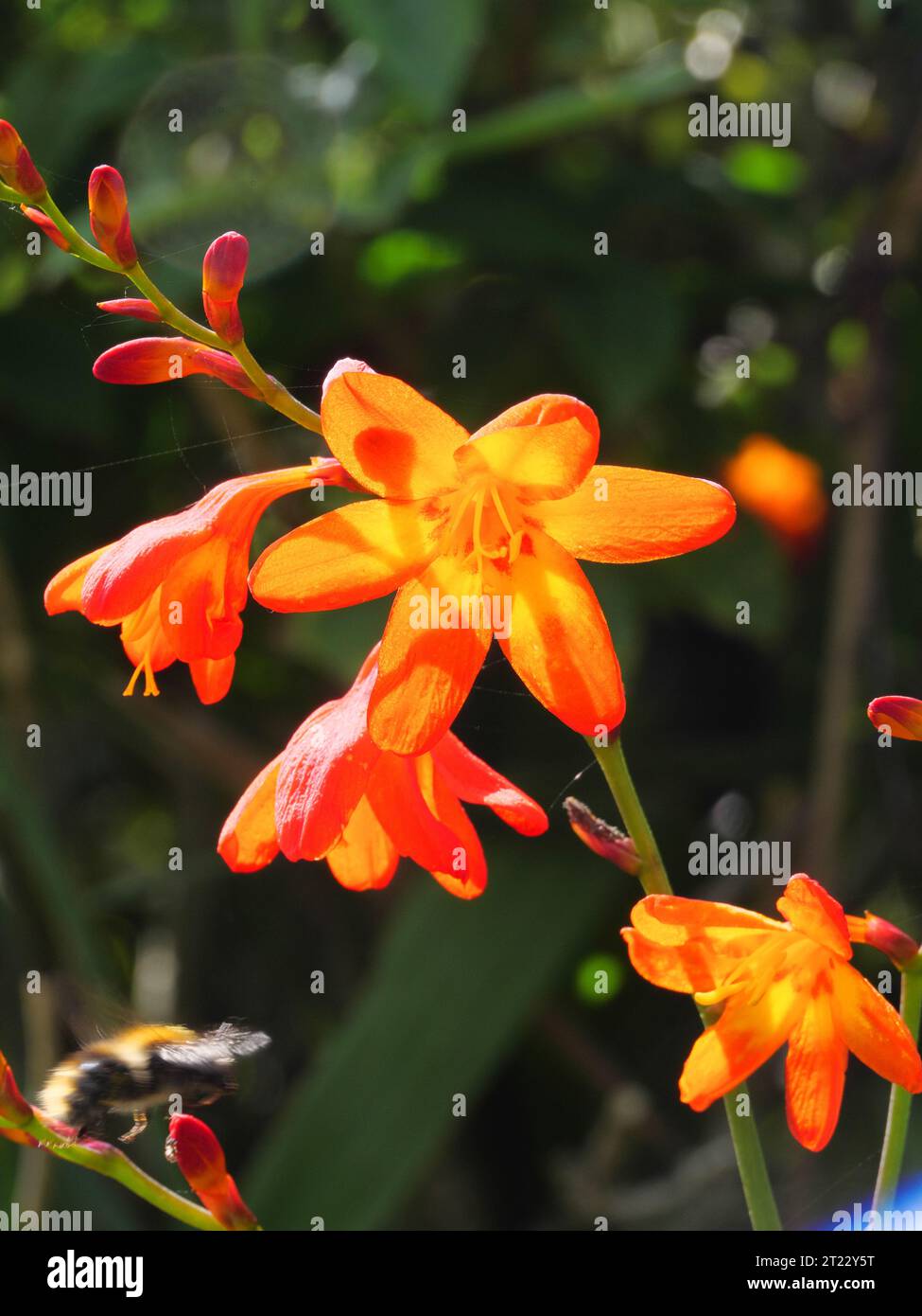 Floraison orangée Montbretia Crocosmia dans la végétation côtière près de Porthcurno Cornwall Angleterre Banque D'Images