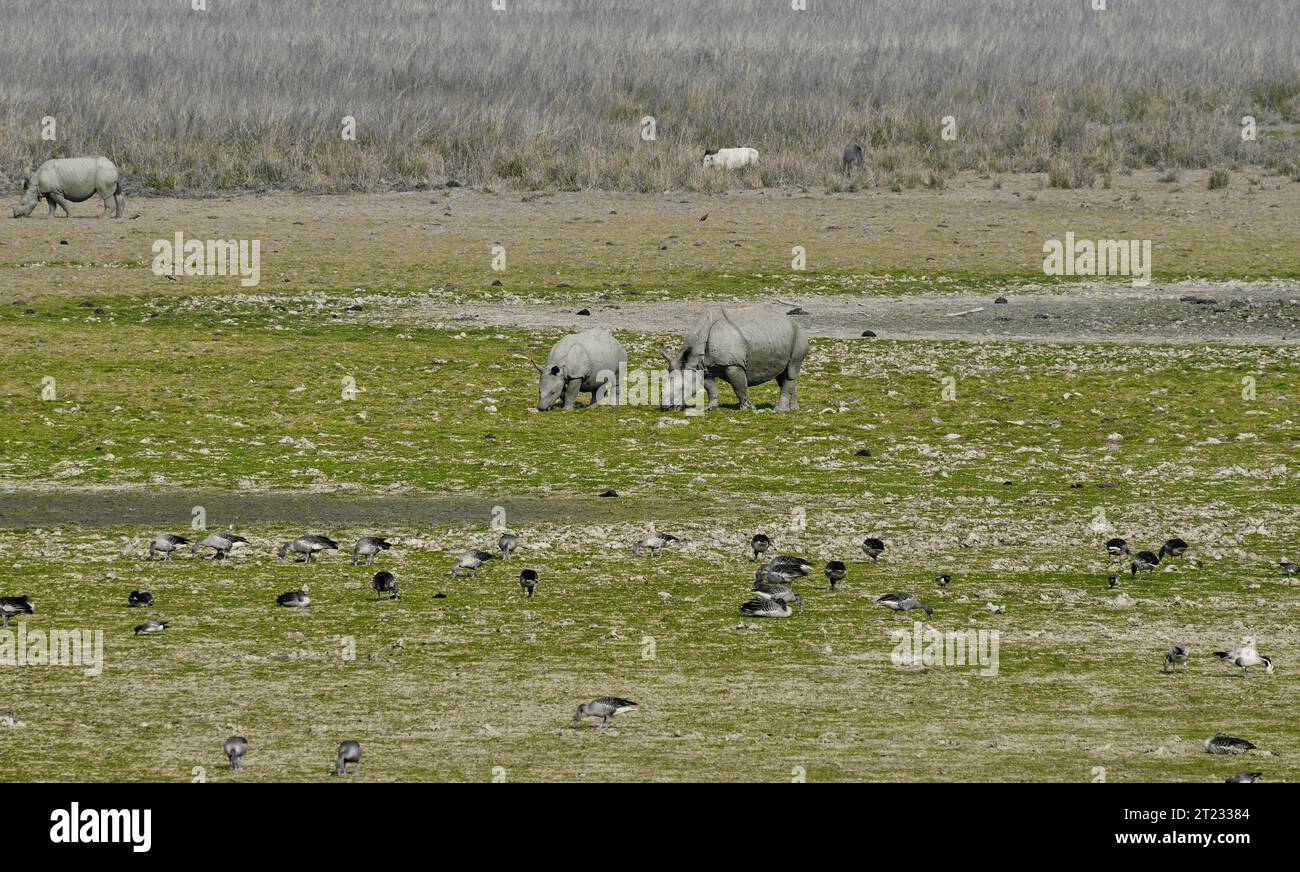 Rhinocéros femelle adulte avec mollet Banque D'Images