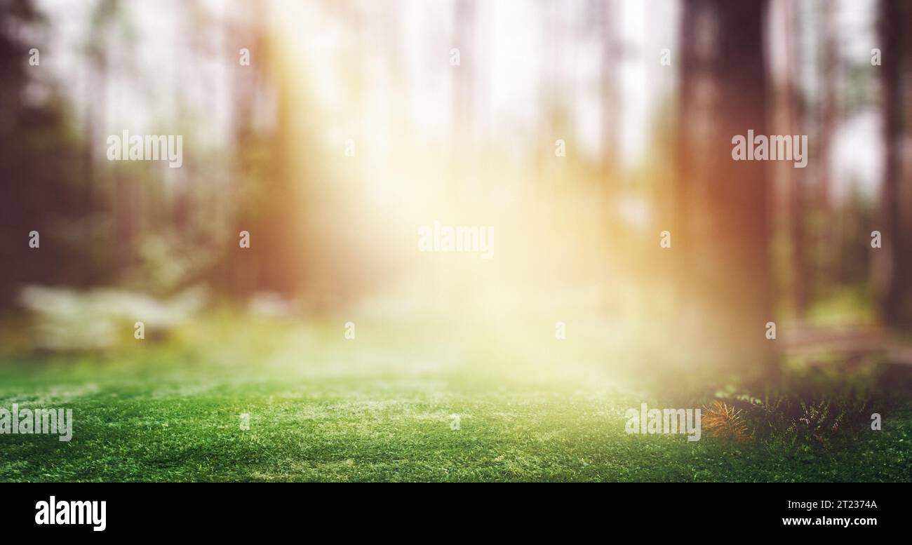 Lever de soleil de la nature forestière. Flou d'arrière-plan panoramique Banque D'Images