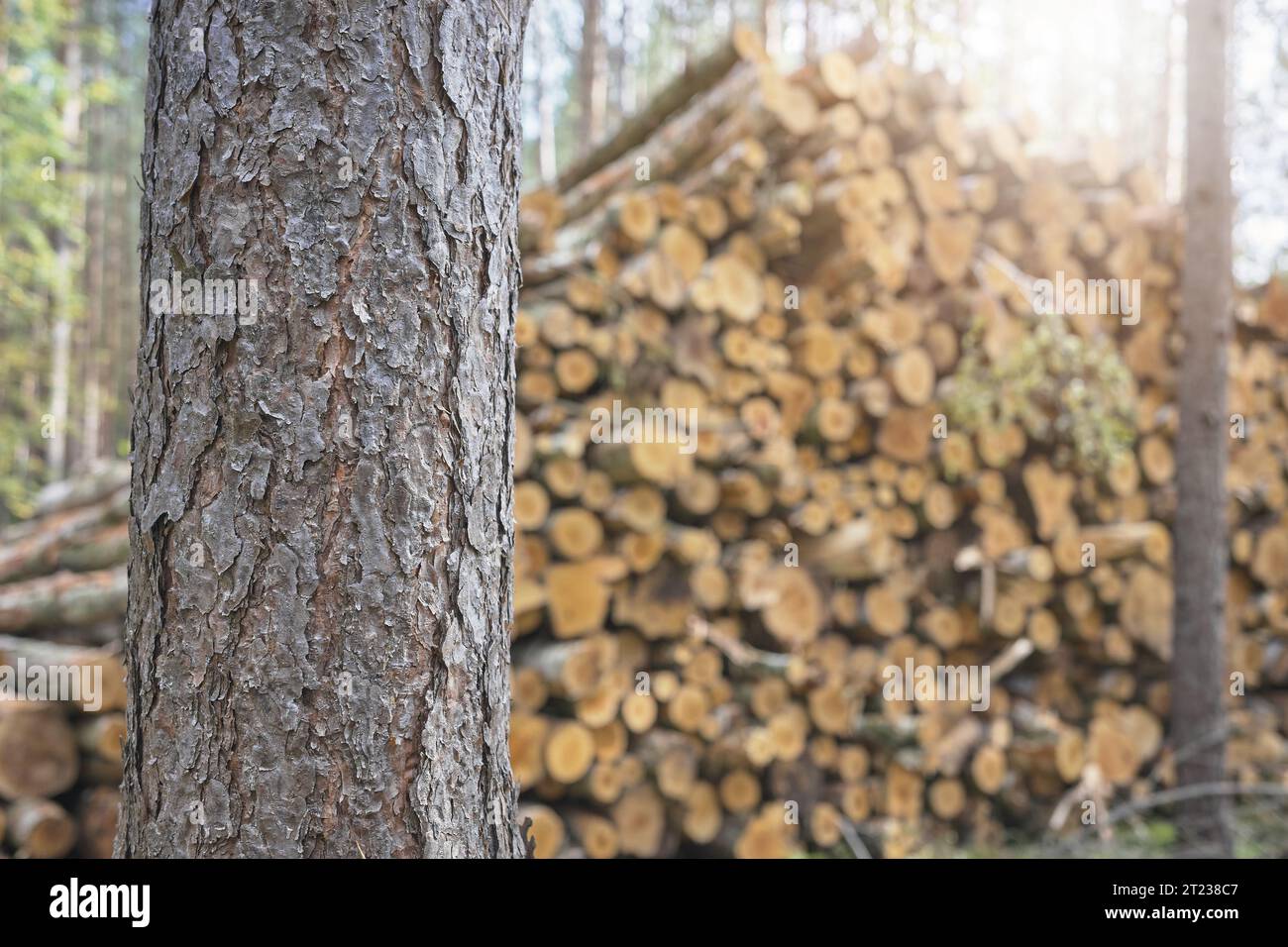 Photo en gros plan d'un tronc d'arbre avec des arbres coupés en arrière-plan, mise au point sélective. Banque D'Images