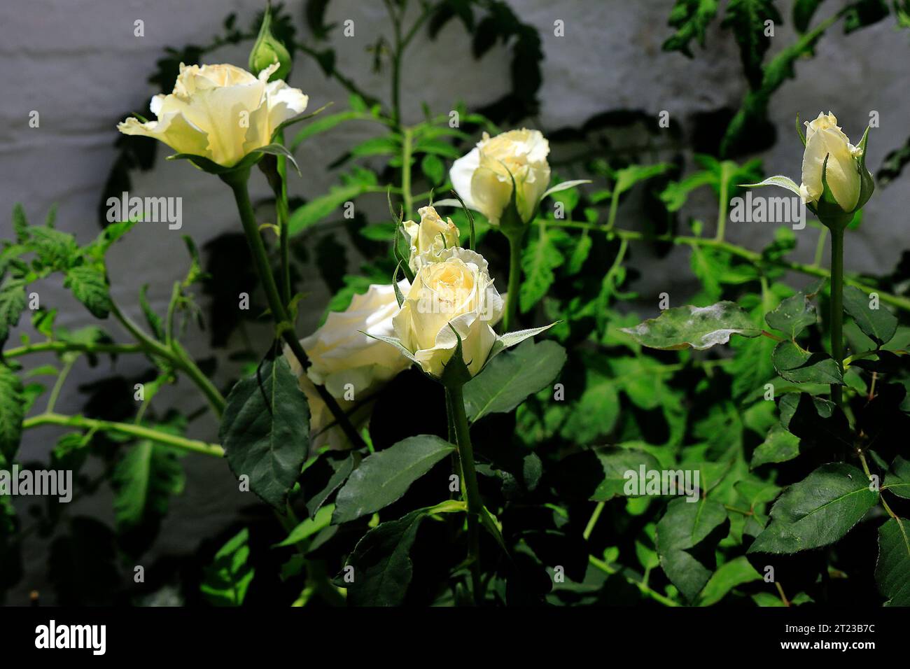 Roses blanches poussant sur un buisson, Grèce, 2023 Banque D'Images