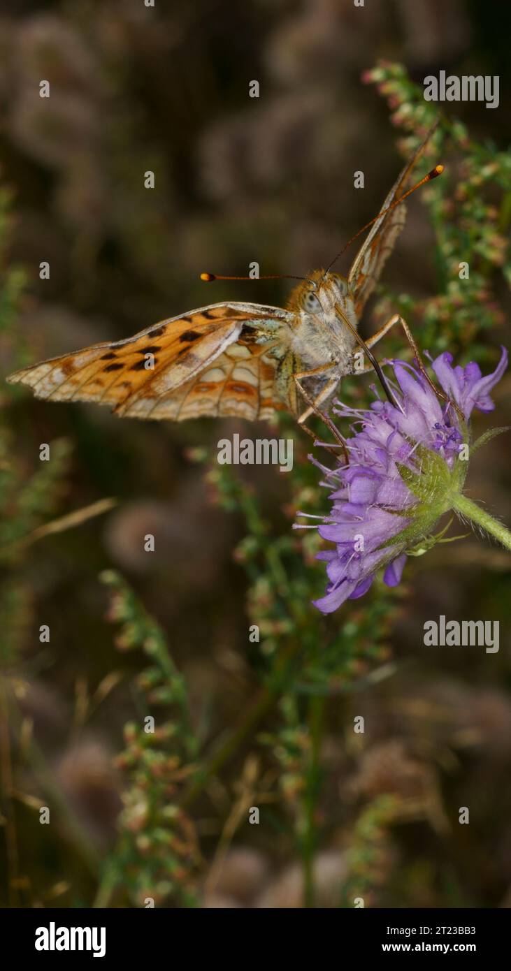 Juodaktis perlinukas Argynnis adippe famille Nymphalidae Genus Fabriciana High Brown Fritillary Butterfly photographie d'insectes de la nature sauvage, photo Banque D'Images