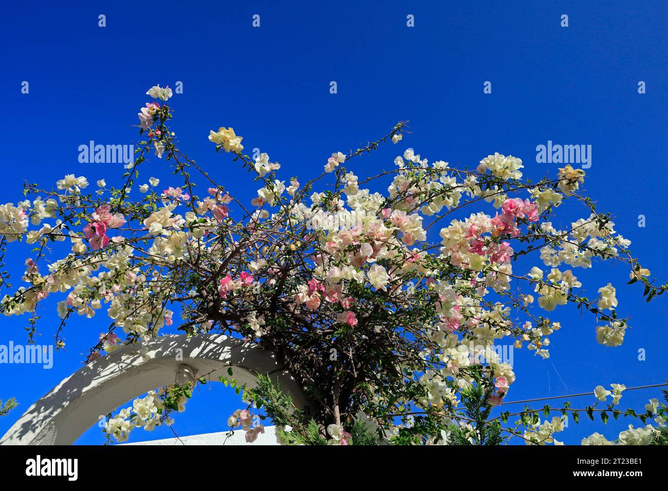 Bougainvilliers, blancs, avec blush rose sur ciel bleu. 2023 Banque D'Images