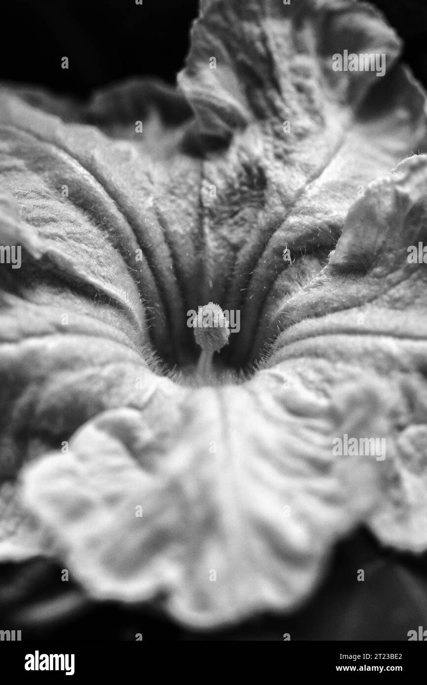 La fleur molle et volante d'une courge butternut (Cucurbita moschata 'Butternutt') est comestible. Banque D'Images