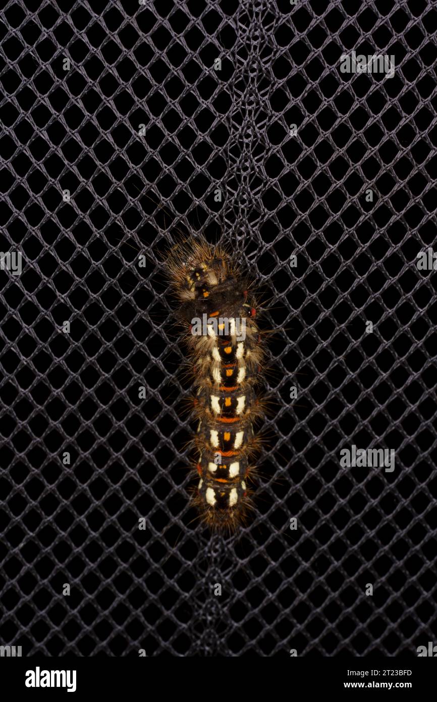 Rūgštyninis strėlinukas Acronicta rumicis famille Noctuidae genre Acronicta Knot Motte de graminée chenille nature sauvage photographie d'insectes, photo, wallpa Banque D'Images