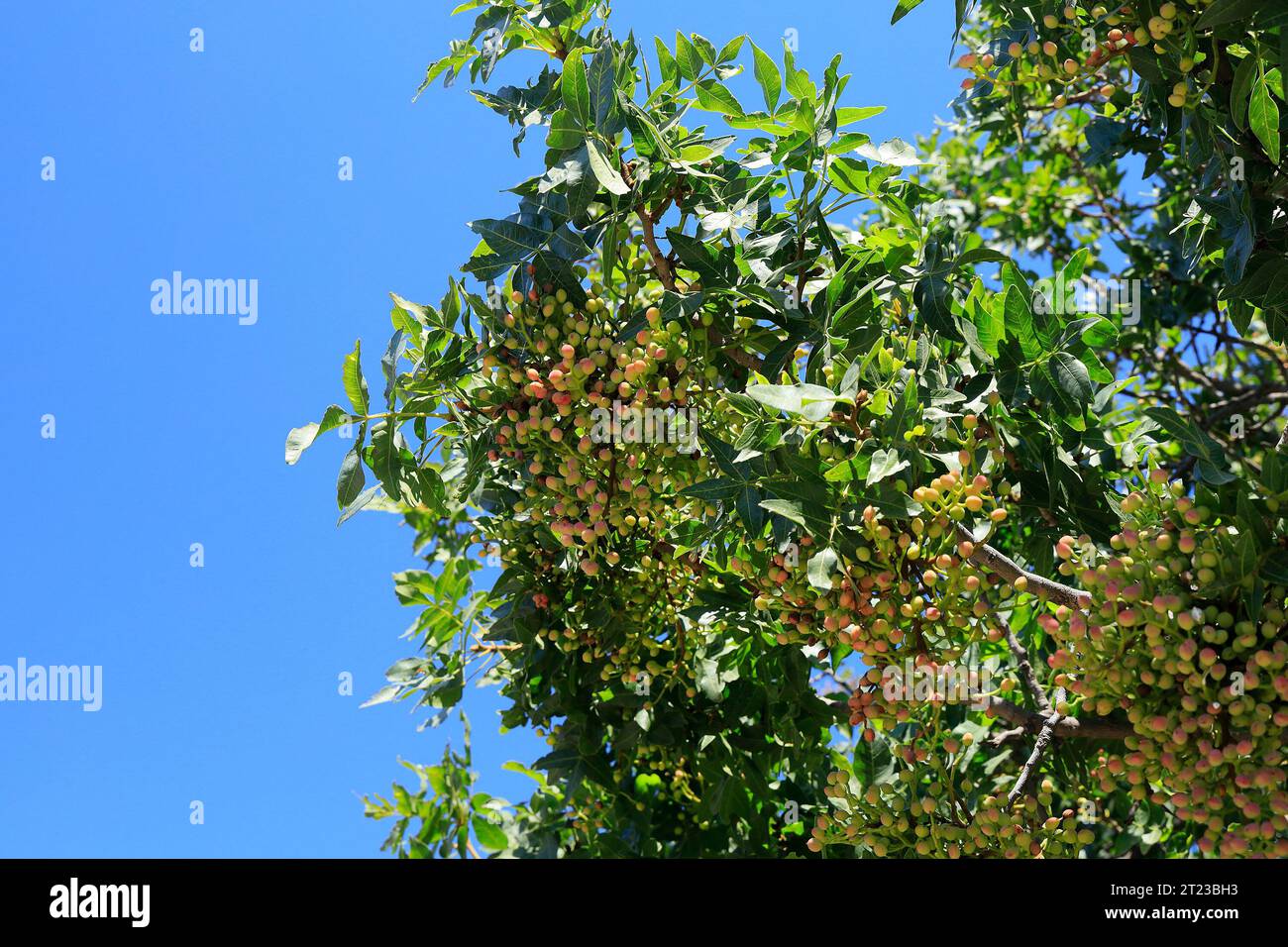 Pistaches mûrissant sur l'arbre contre le ciel bleu, Grèce 2023 Banque D'Images
