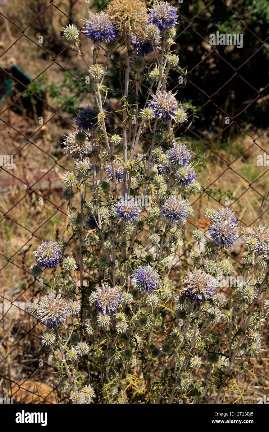 Globe Thistle - echinops sphaerocephalus - Growing Wild, Tilos Island, Dodécanèse, Grèce. Banque D'Images