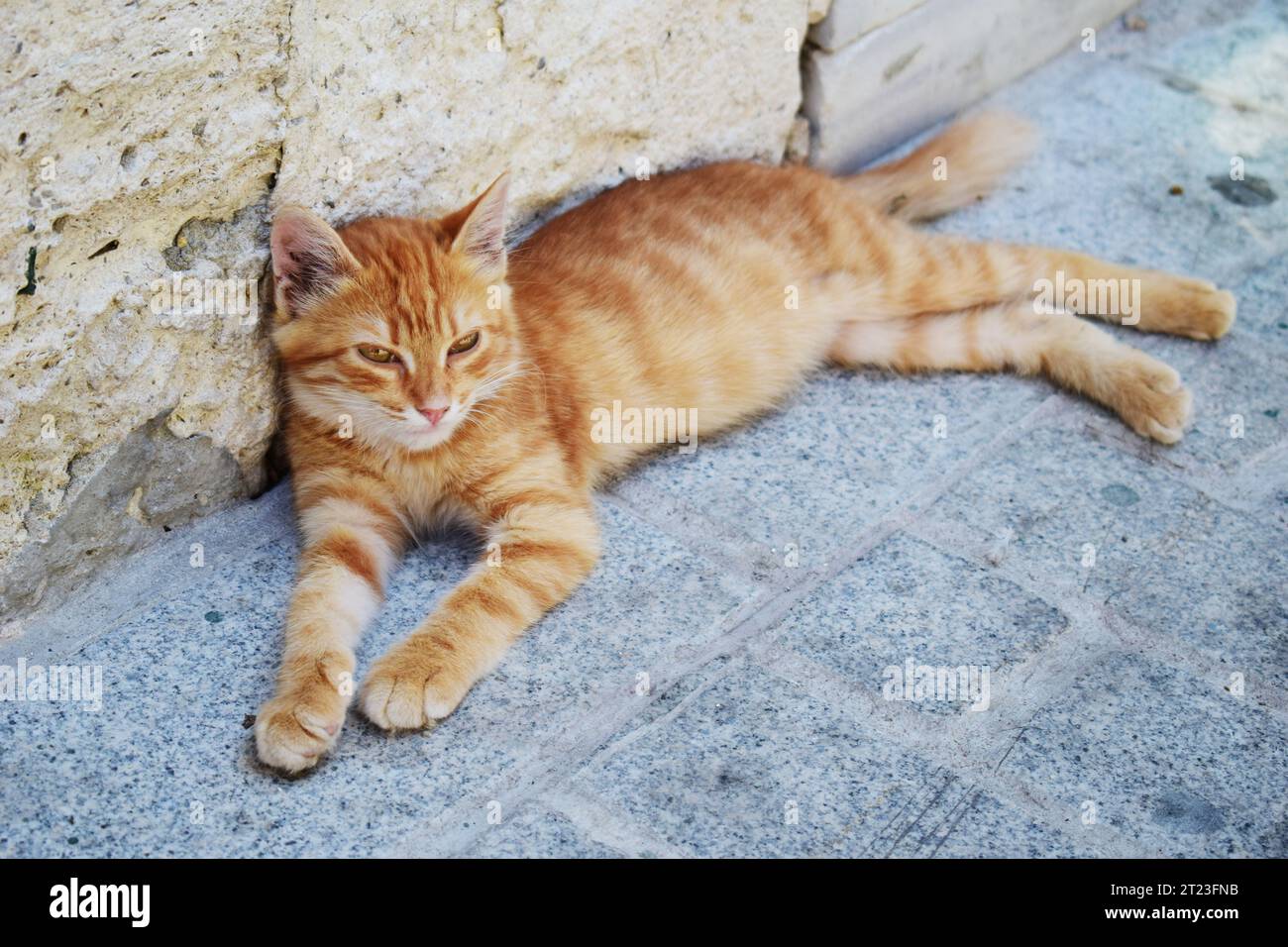 Chat errant jaune paresseux rouge orange allongé dans la rue par une chaude journée d'été à Istanbul, Turquie. Banque D'Images