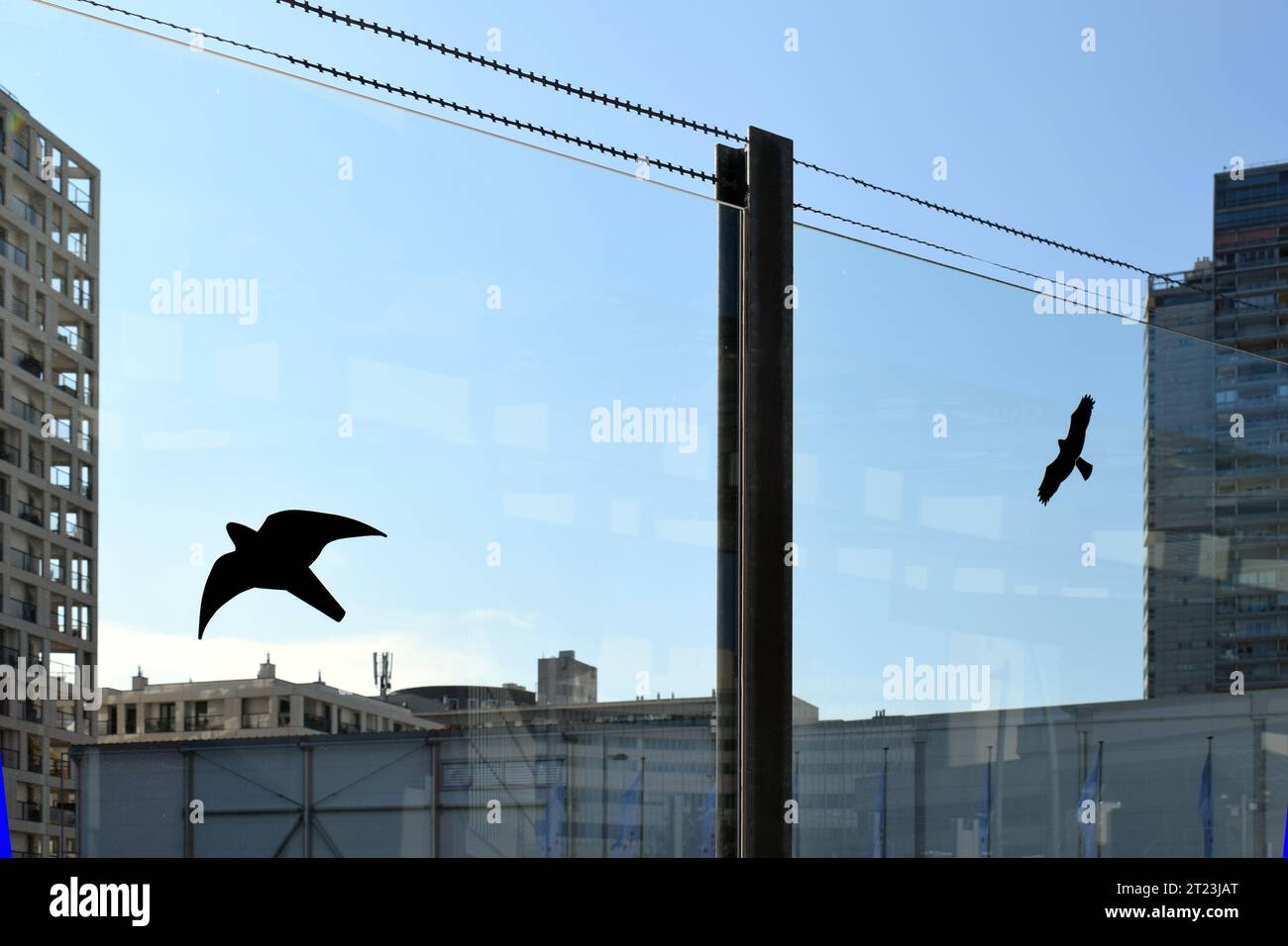 Autocollants silhouette d'oiseau sur un mur d'écran de verre pour empêcher les oiseaux de frapper Banque D'Images