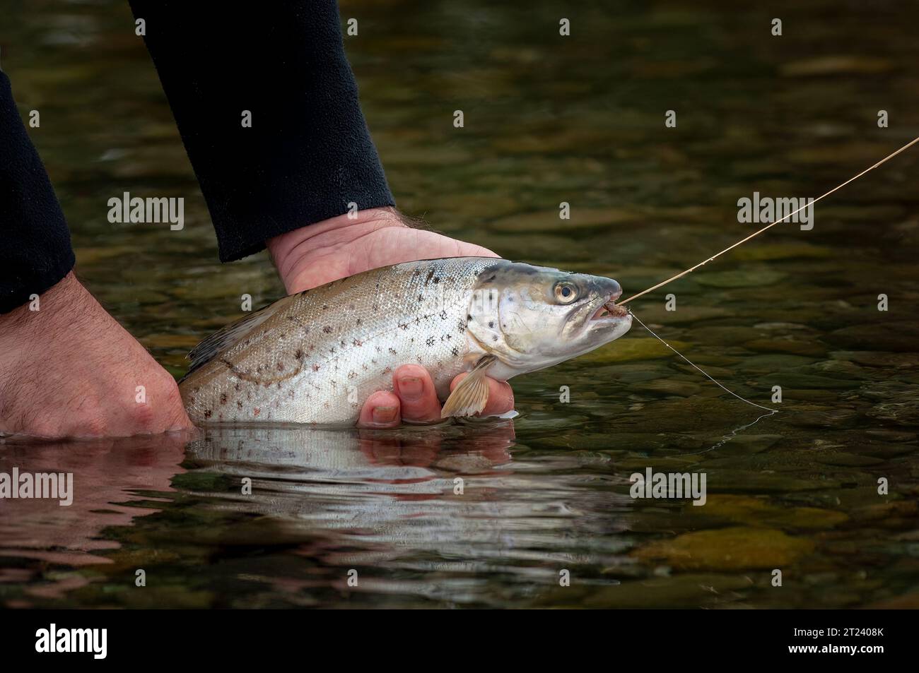 Pêche à la truite à la mouche, rivière aux eaux claires, Nouvelle-Zélande, sport Banque D'Images