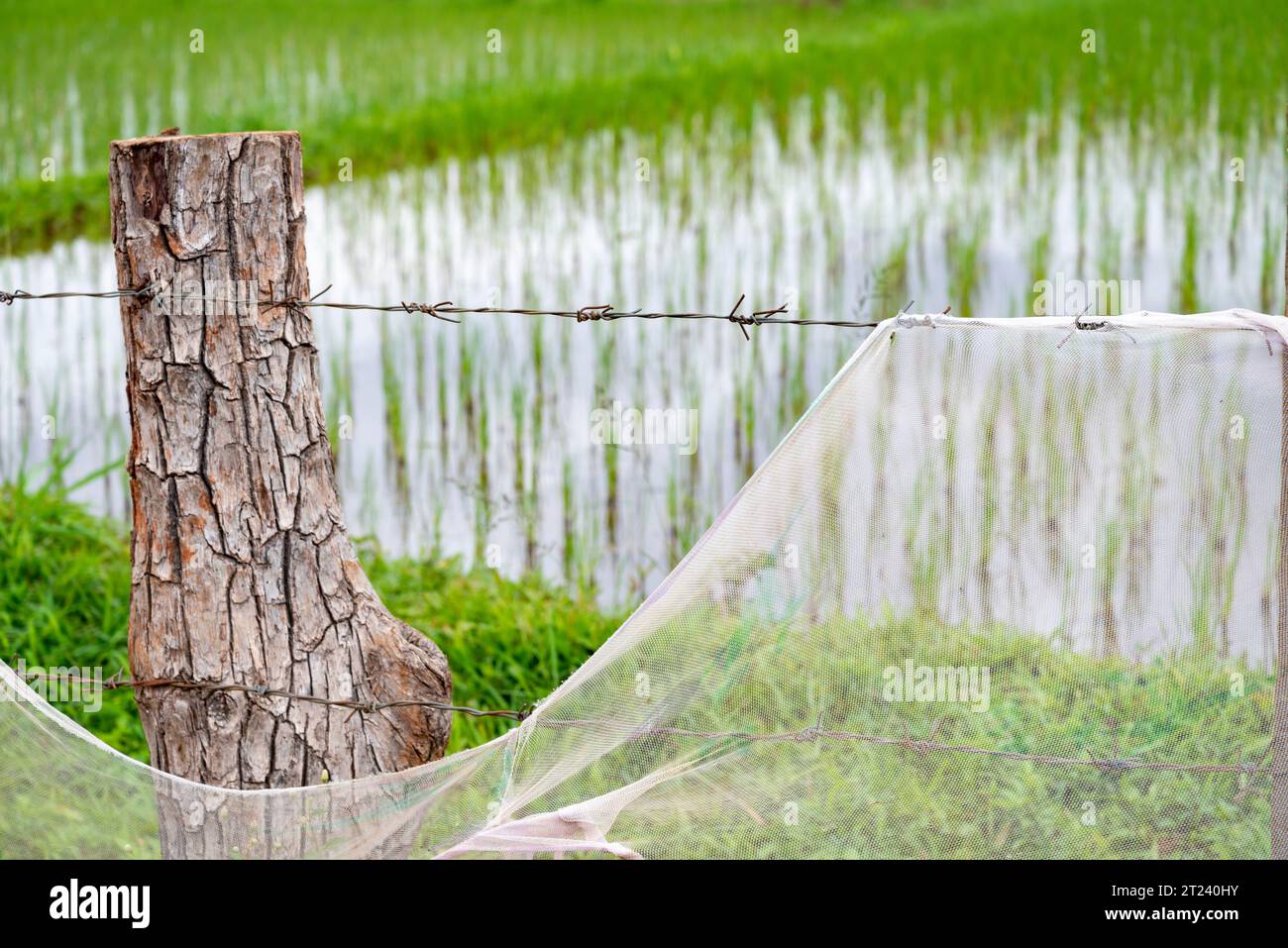 Clôtures de protection de base, entourant une rizière, dans un endroit rural éloigné, une partie des terres agricoles, sur le plateau de Bolaven. Banque D'Images