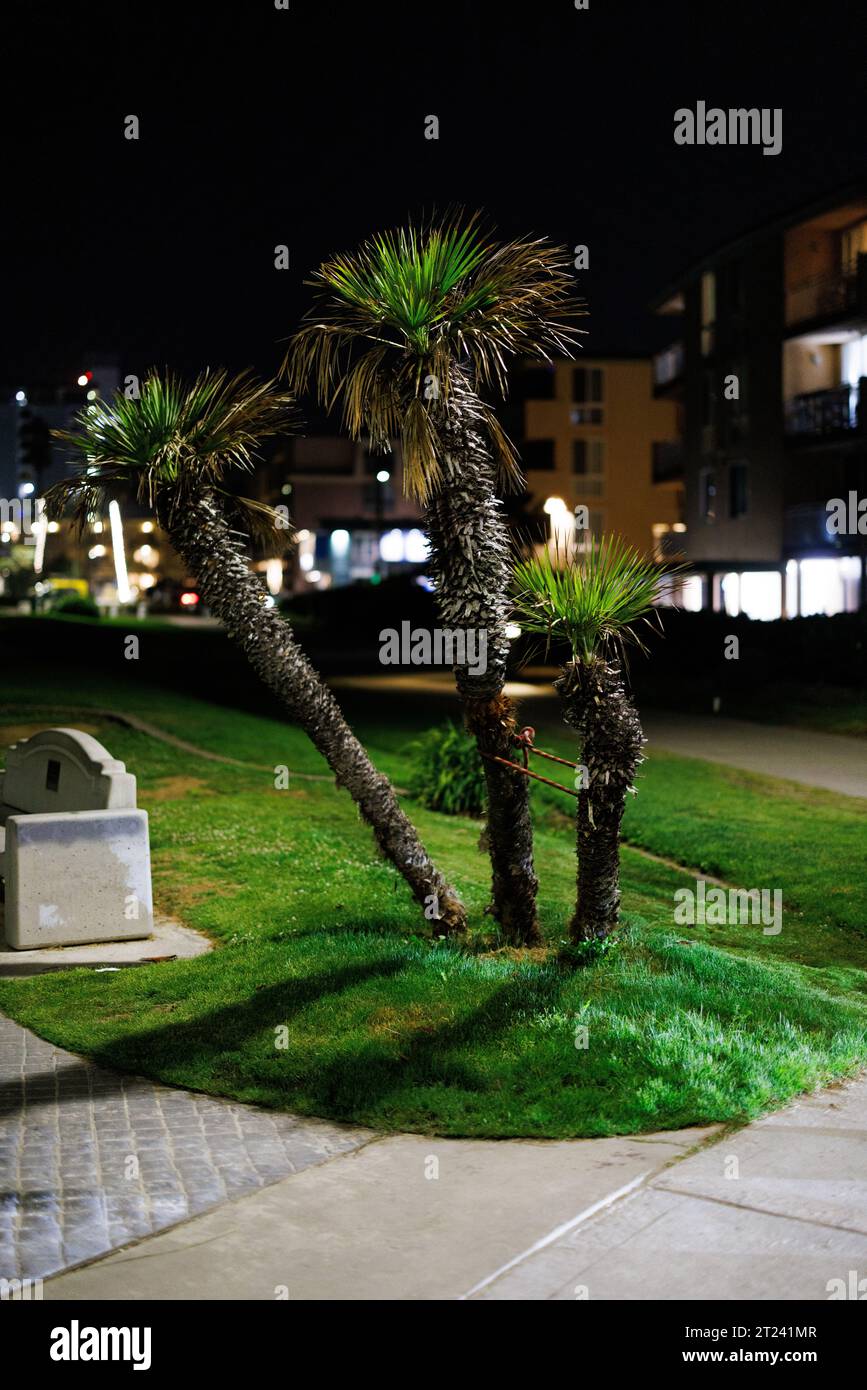 de courts palmiers poussent sur une pelouse la nuit Banque D'Images
