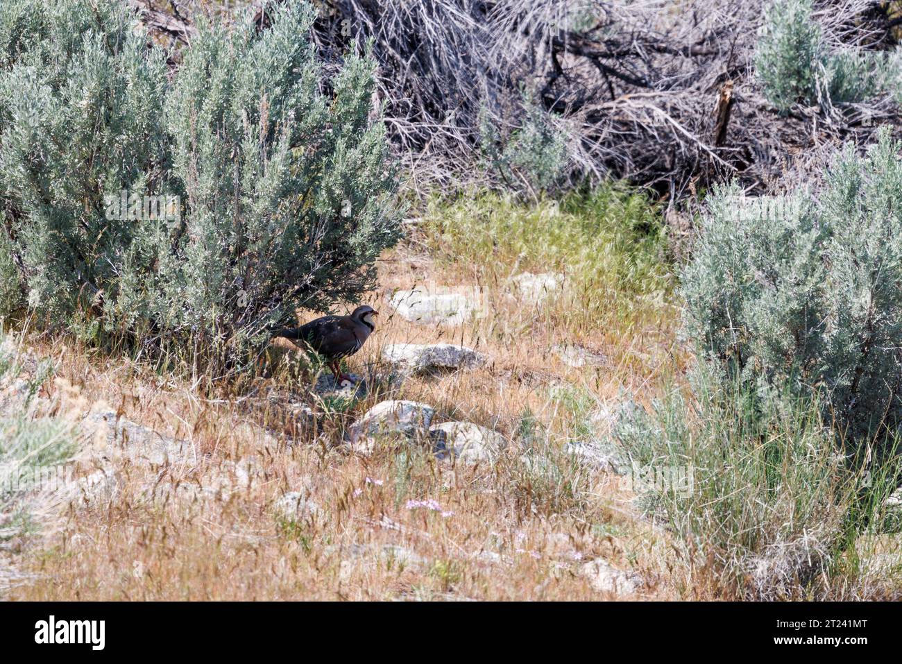 oiseau assis sous un buisson, île d'antelope, utah Banque D'Images