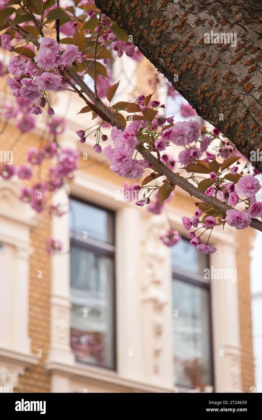 Cerisier fleurit sur un arbre devant un bâtiment à Bonn, en Allemagne. Banque D'Images