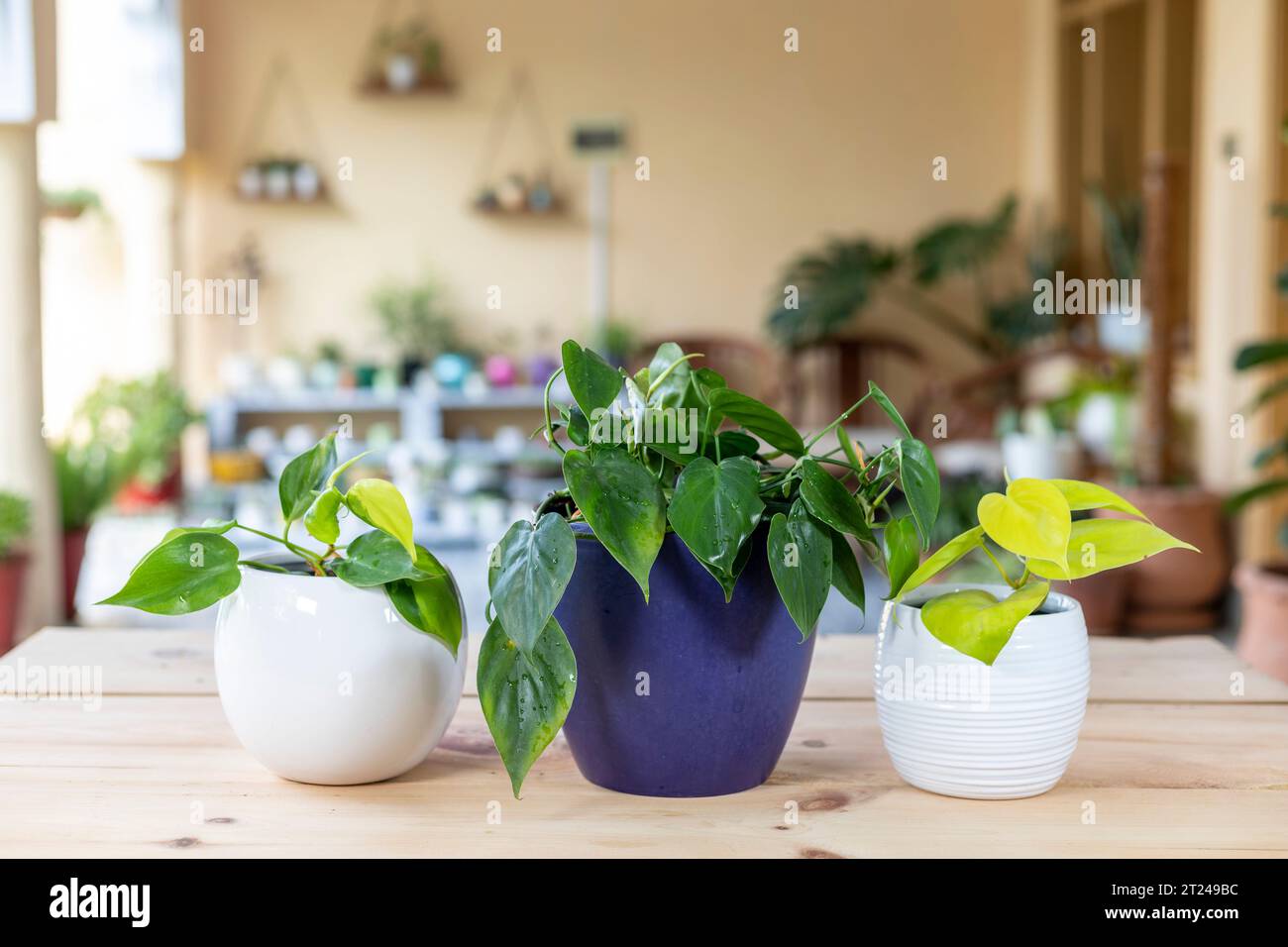 Différentes variétés de néon, vert et feuilleté de plantes philodendron brésil dans des pots en céramique. Banque D'Images