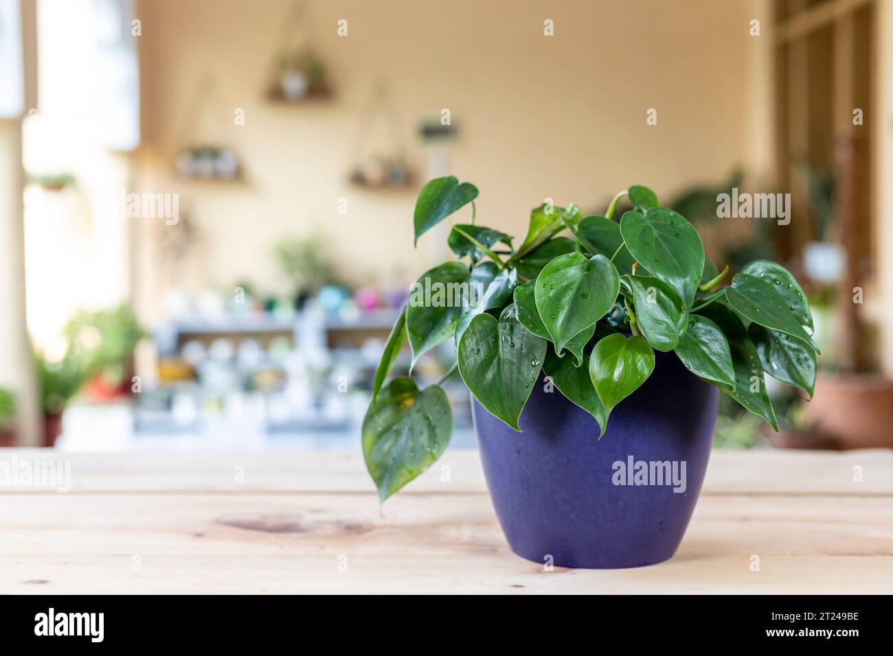 'Philodendron hederaceum scandens brasil vert feuilles de plante d'intérieur avec une mise au point sélective et un arrière-plan flou Banque D'Images