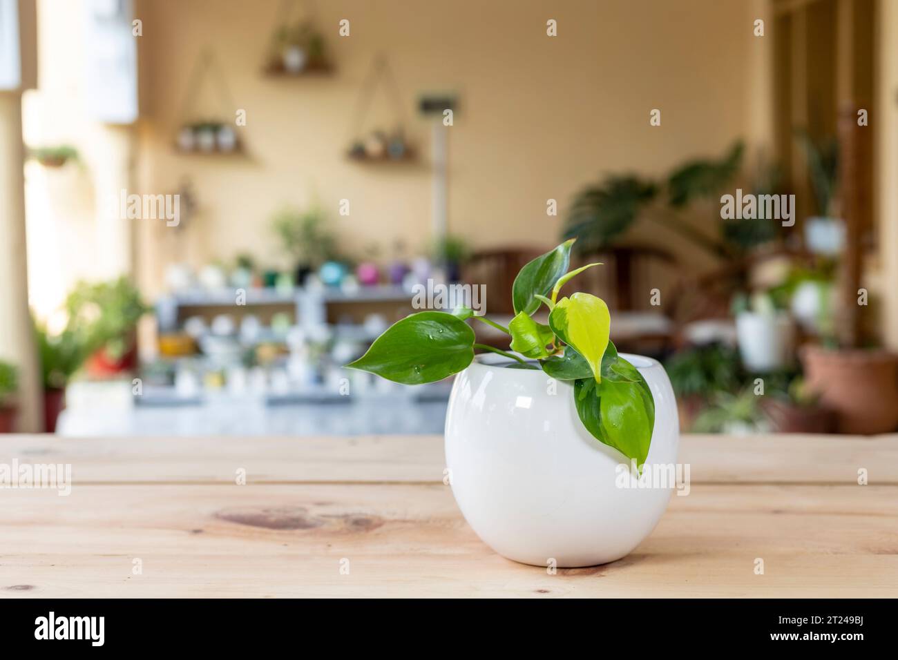 Philodendron brasil plante tropicale avec des rayures jaunes dans un pot décoratif en céramique blanche. Banque D'Images