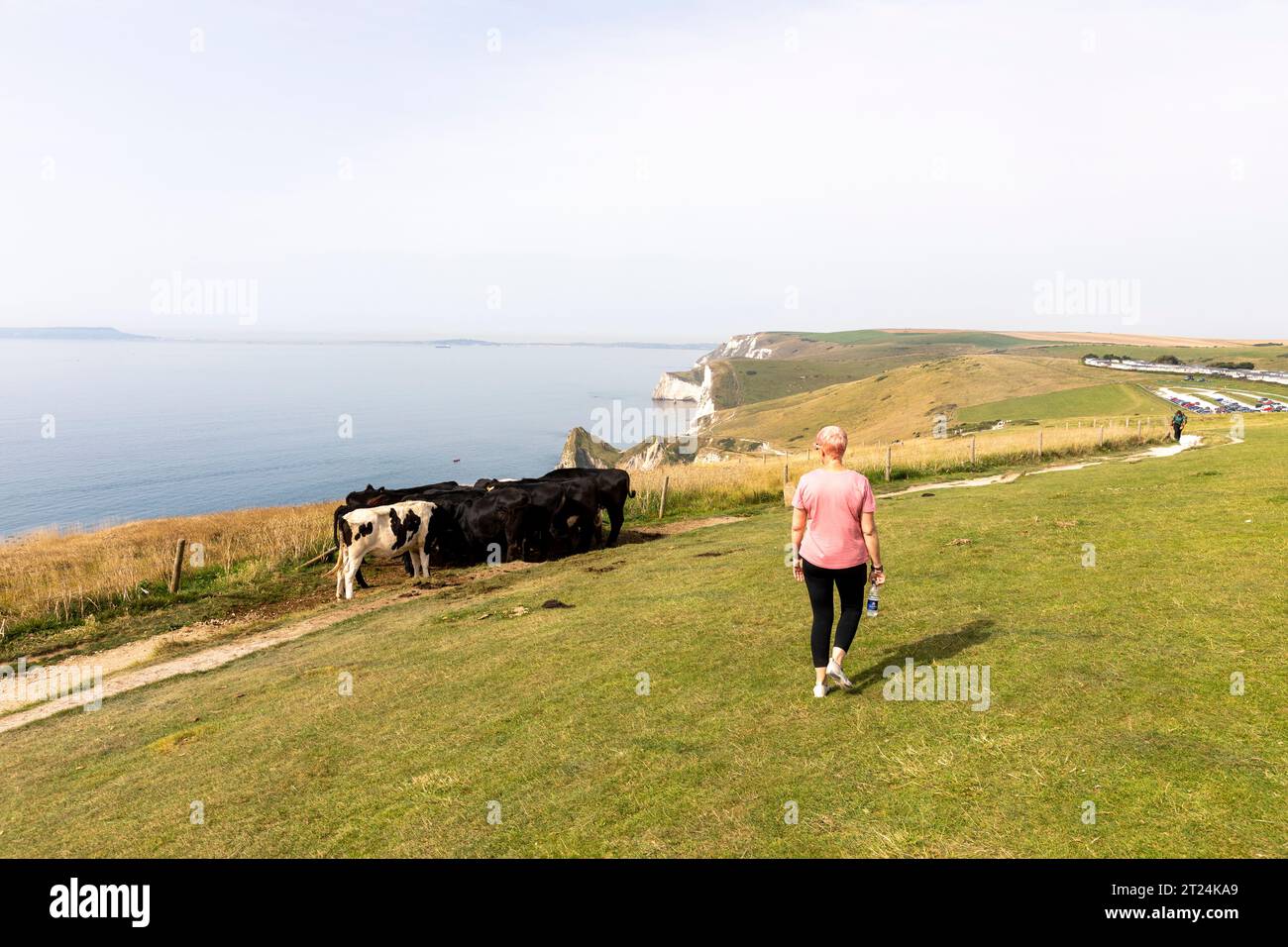 Jurassic Coast Dorset, femme libérée du modèle marchant devant un troupeau de vaches vers Durdle Door, Angleterre, Royaume-Uni, septembre 2023 Banque D'Images
