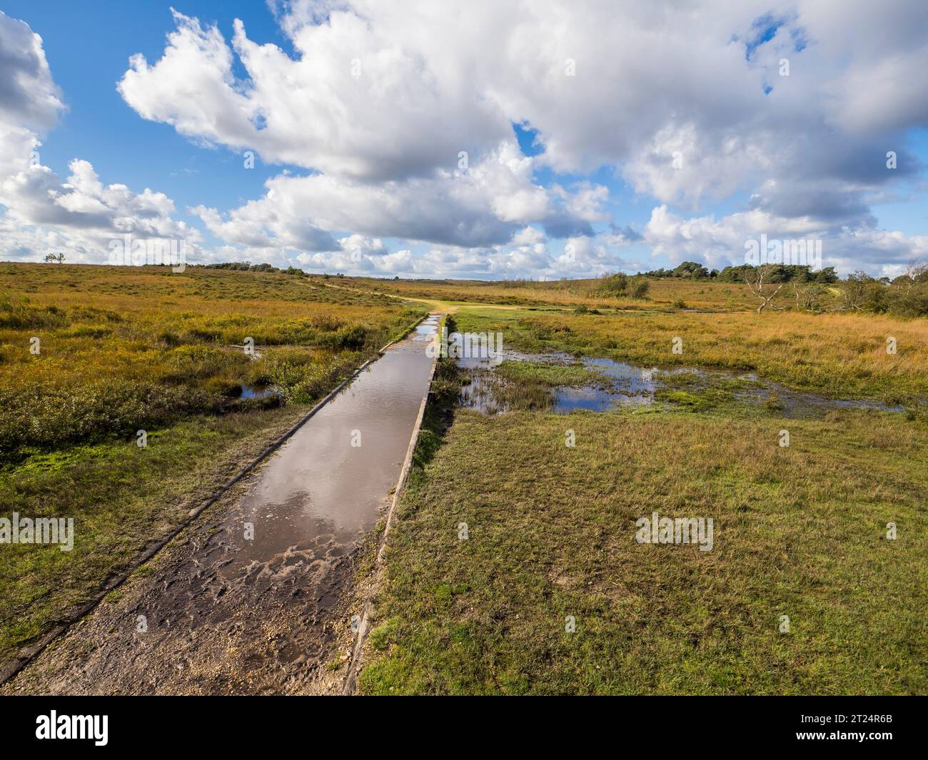 Sentier inondé surélevé, menant vers l'horizon, Wetlands, New Forest National Park, Brockenhurst, Hampshire, Angleterre, Royaume-Uni, GO. Banque D'Images