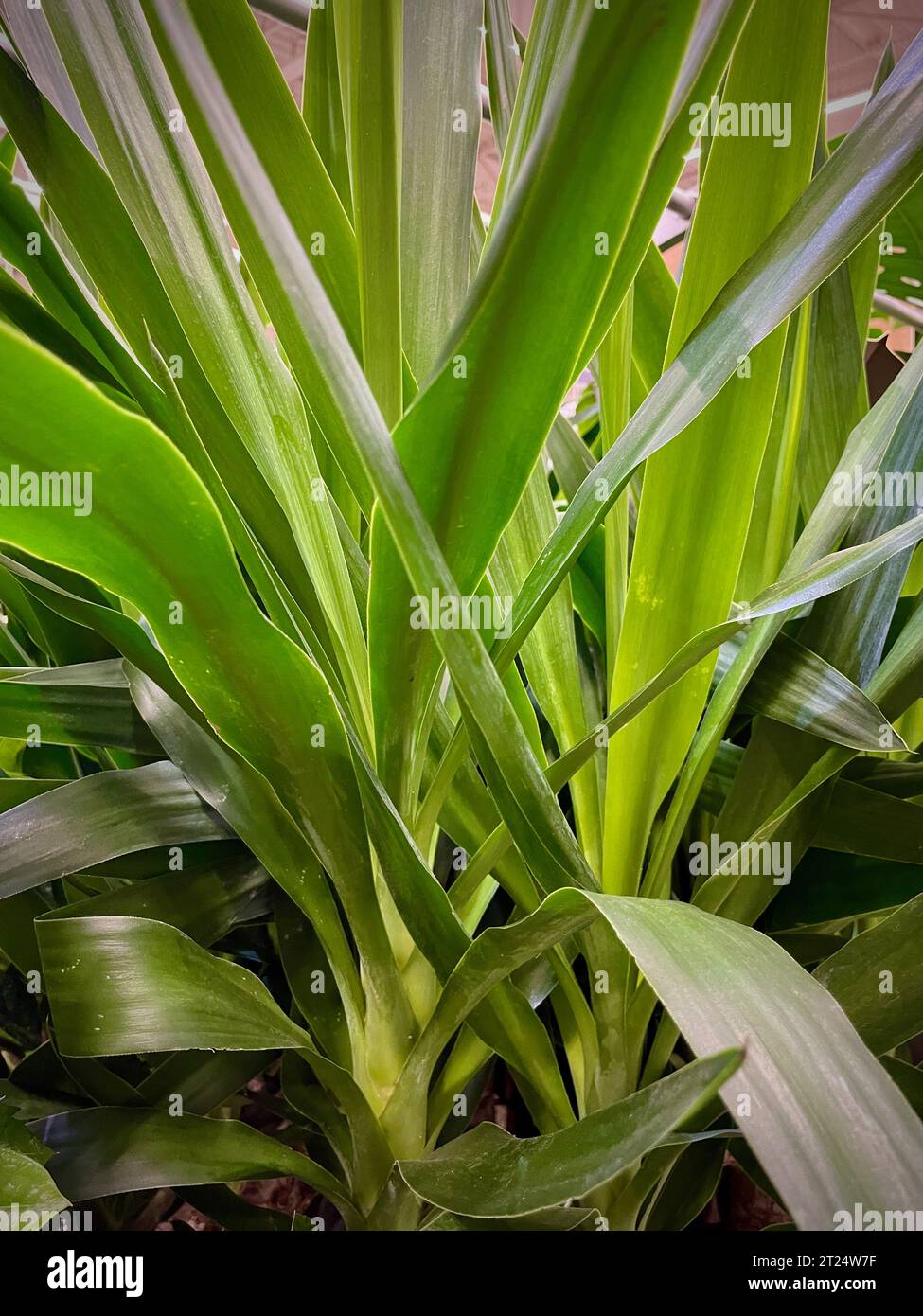 Une plante en pot avec des feuilles épaisses Banque D'Images