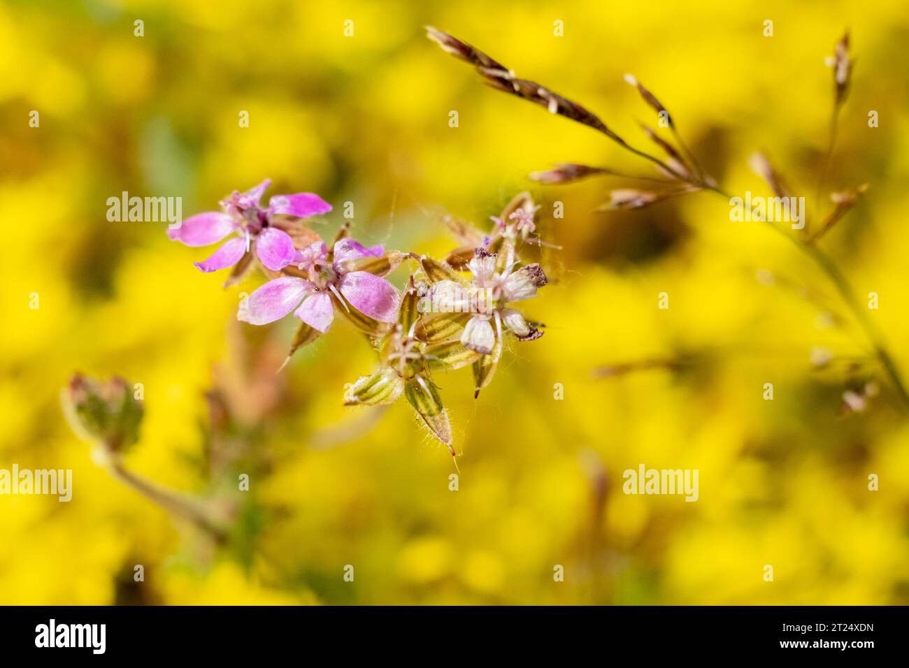 Une vue rapprochée d'une délicate fleur sauvage rose se détachant au milieu de la rue jaune vibrante Les fleurs de millepertuis et le Sedum Acre luxuriant créent un contraste saisissant dans un champ. Fleur sauvage rose au milieu de Yellow St. John's Wort. Photo de haute qualité Banque D'Images