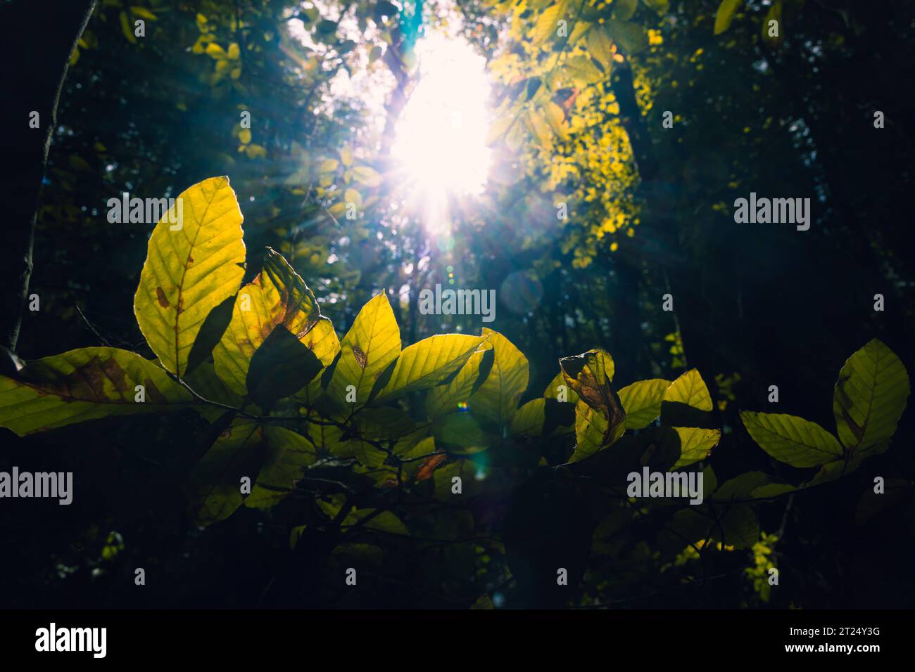 Feuilles et lumière du soleil dans la forêt. Photo d'arrière-plan du concept carbone net-zéro ou empreinte carbone. Banque D'Images