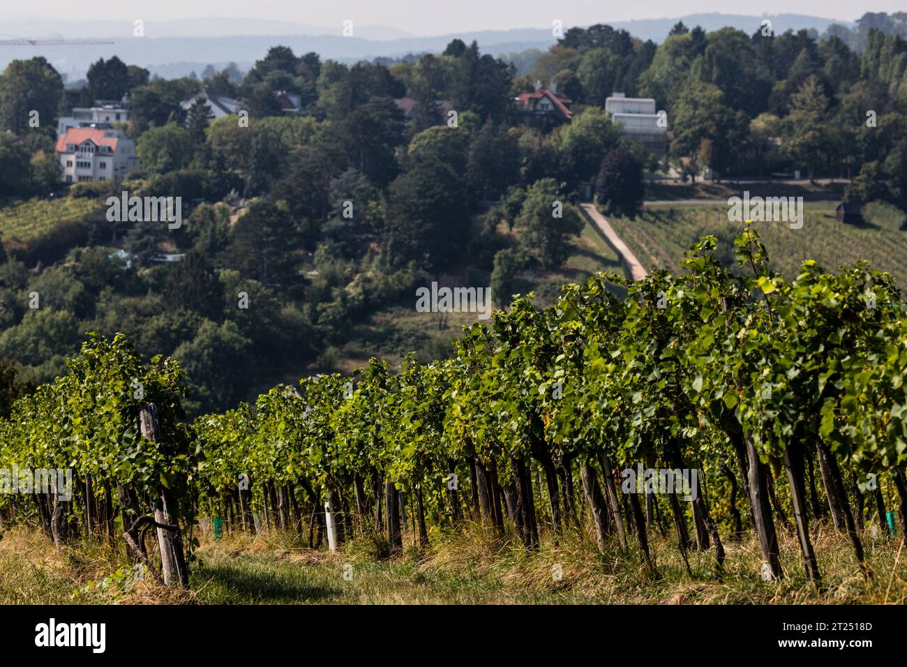 Randonnée dans la région viticole des bois de Vienne près de la capitale autrichienne. Banque D'Images