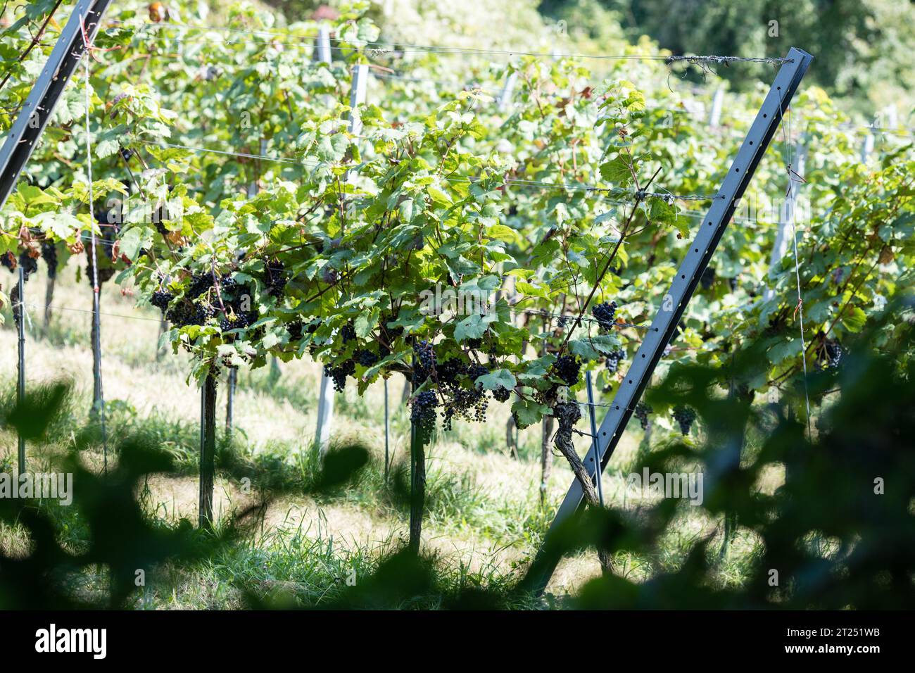 Randonnée dans la région viticole des bois de Vienne près de la capitale autrichienne. Banque D'Images
