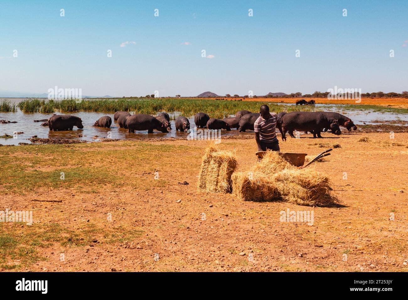 Octobre 2023, au lac Jipe dans le parc national de Tsavo West : Kenya Wildlife Staff nourrissant les hippotames en raison de la sécheresse prolongée Banque D'Images