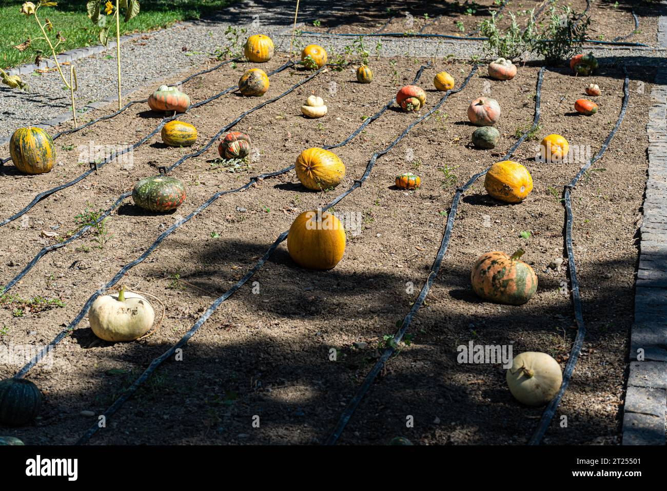 Citrouilles mûres sur le sol dans le jardin à la saison de récolte Banque D'Images