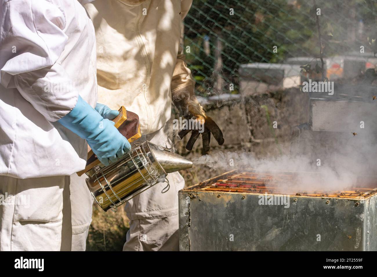 Un apiculteur souffle de la fumée dans une ruche avant qu'un autre apiculteur n'extrait les nids d'abeilles Banque D'Images