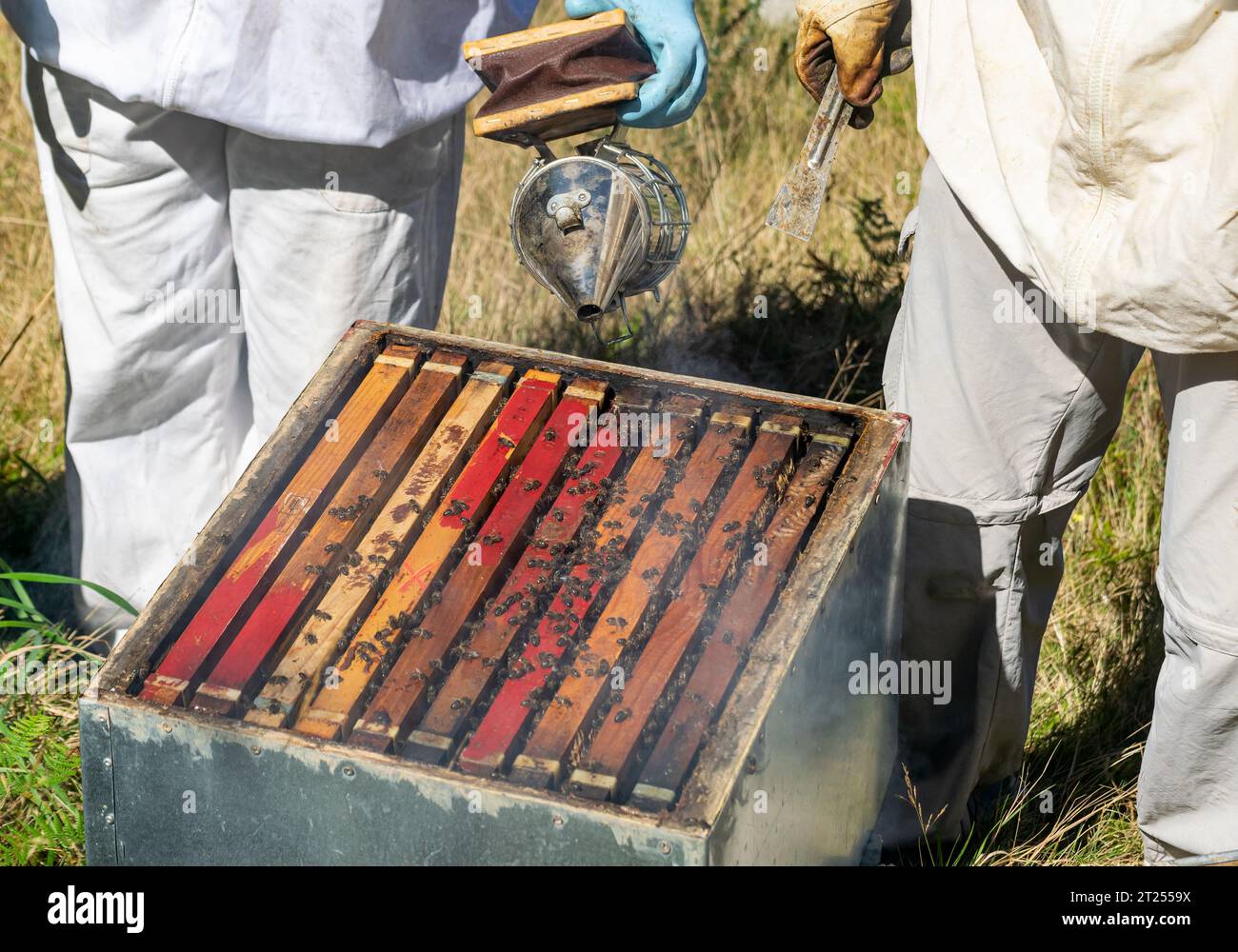 Un apiculteur souffle de la fumée dans une ruche avant qu'un autre apiculteur n'extrait les nids d'abeilles Banque D'Images