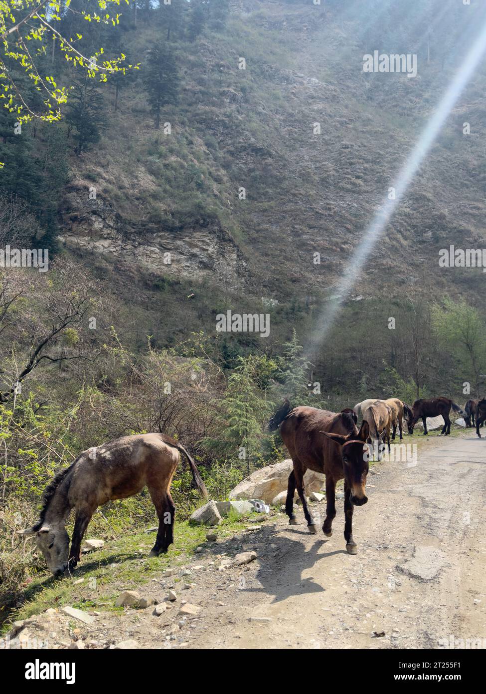 Chevaux paissant sur une piste de montagne dans la vallée de Tirthan, Himalaya indien, Inde Banque D'Images