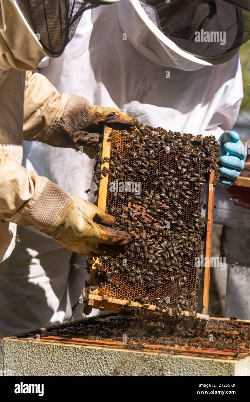 Deux apiculteurs regardant un nid d'abeille fraîchement extrait d'une ruche Banque D'Images