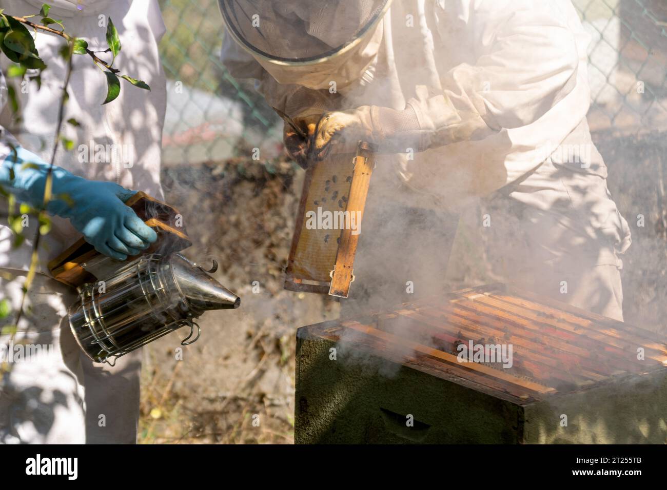 Un apiculteur fume dans une ruche tandis qu'un autre apiculteur extrait des nids d'abeilles Banque D'Images