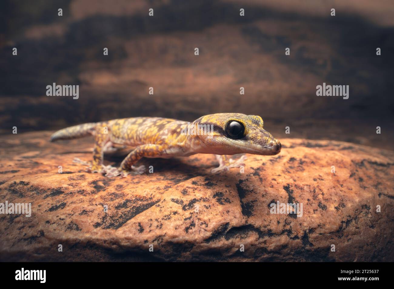 Gecko marbrée sauvage (Oedura cincta) marchant à travers un rebord rocheux la nuit, Australie centrale, Australie Banque D'Images