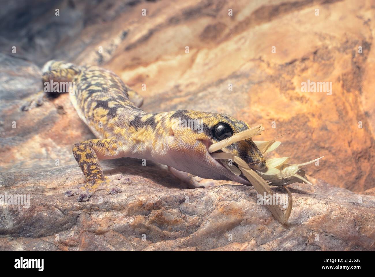 Gecko sauvage de velours marbré (Oedura cincta) mangeant une mante sur une paroi rocheuse la nuit, Australie Banque D'Images
