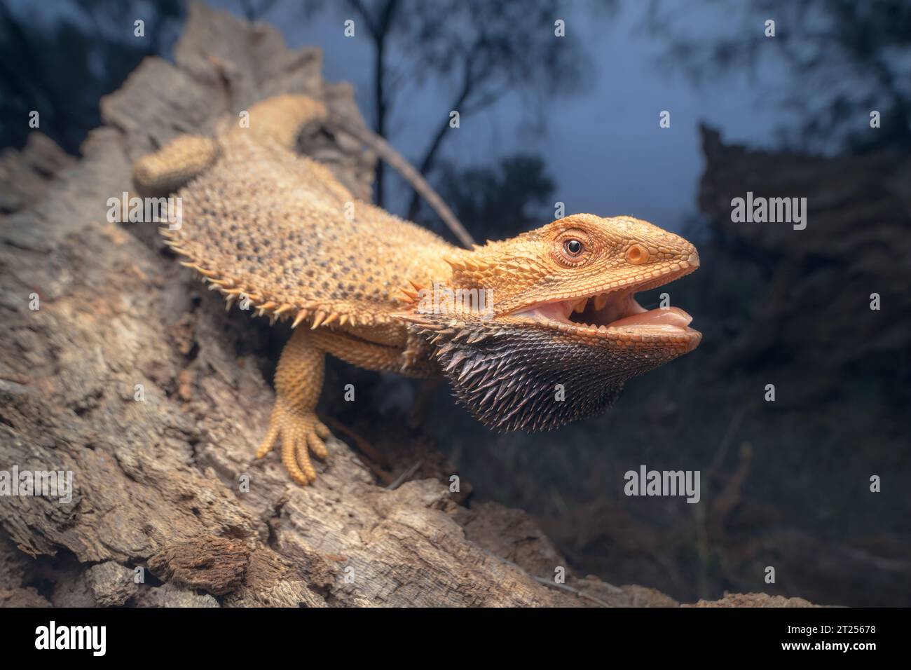 Dragon barbu central sauvage (Pogona vitticeps) en position défensive sur un arbre la nuit, Australie Banque D'Images