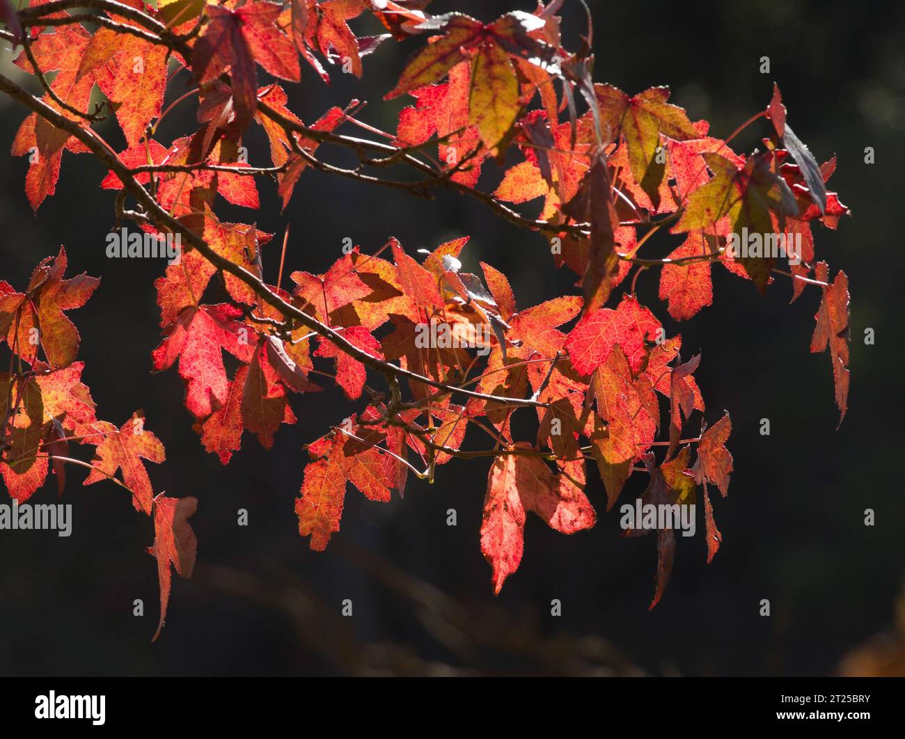 Groupe de feuilles de Sweet gum colorées rétro-éclairées avec la lumière du soleil sur fond sombre. Banque D'Images