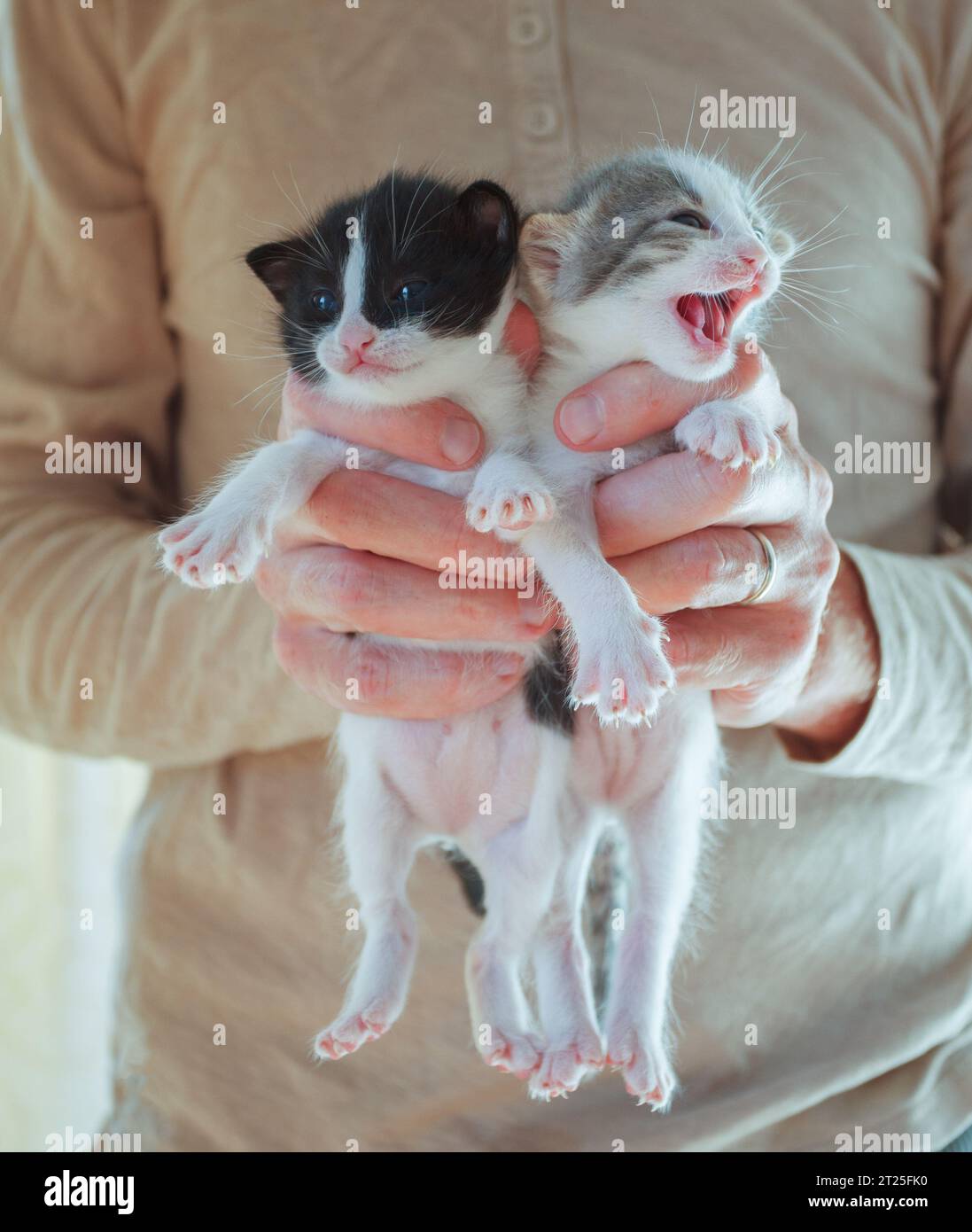 Deux bébés chaton dans les mains de volontaires Banque D'Images