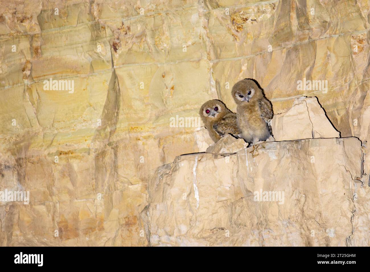 Le hibou du désert ou hibou tawny du désert (Strix hadorami), جغد بیابانی anciennement connu sous le nom de hibou de Hume, est une espèce de hibou. Il est étroitement lié au plus Banque D'Images