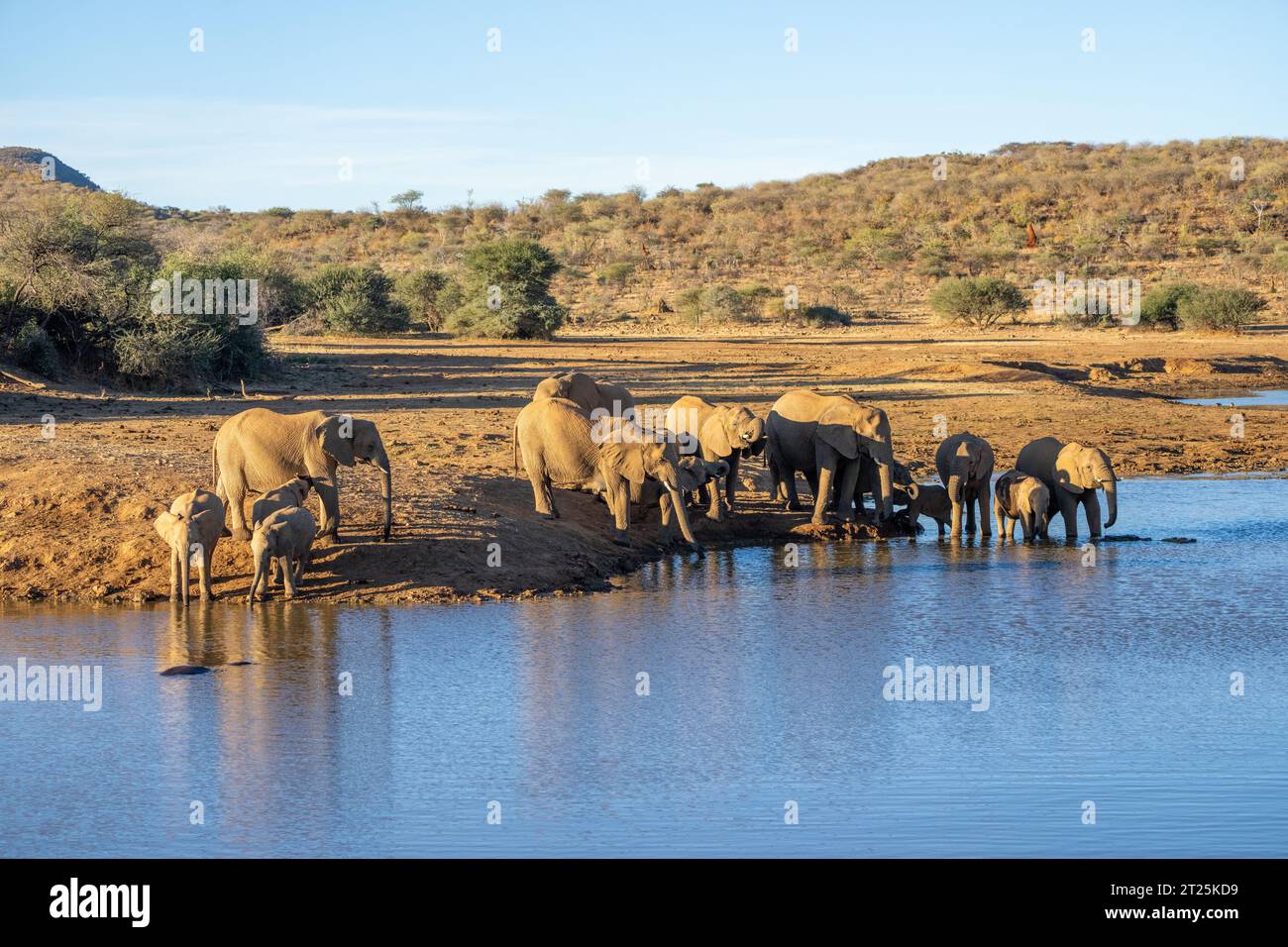 Éléphant de Bush africain photographié dans un point d'eau en Namibie Banque D'Images