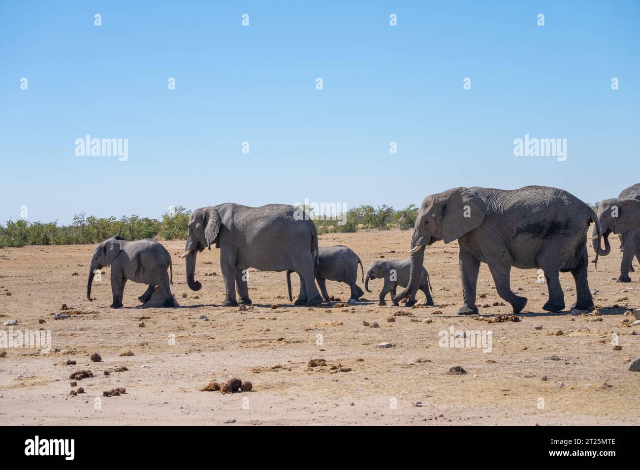 Éléphant de Bush africain photographié dans un point d'eau en Namibie Banque D'Images