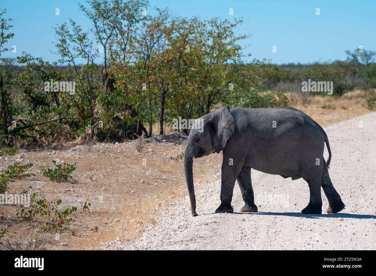 Éléphant de Bush africain photographié dans un point d'eau en Namibie Banque D'Images