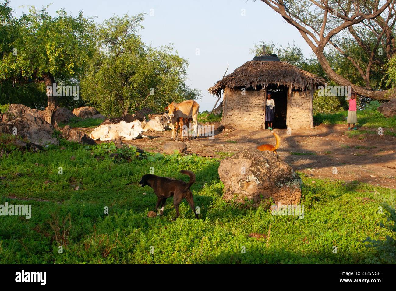 Les Njemps, également appelés «en-Jemusi», «il-Chamus», Ilchamus ou Iltiamus, vivaient autour du lac Baringo, dans un lieu appelé Marigat. Ils parlent Maa l Banque D'Images