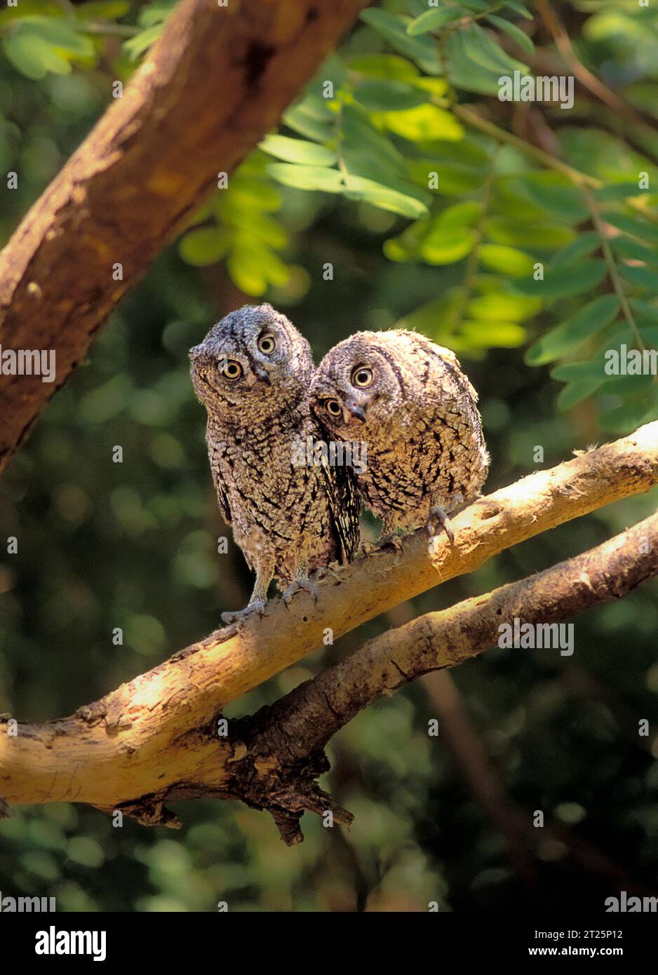 Des chouettes de Scops d'Europe (Otus Scops) sur un arbre, vallée de Hefer, Israël en septembre Banque D'Images